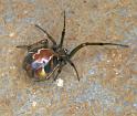 Parasteatoda_ZZ012_F0751_Z_85_Palmerstone park_Australie